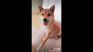 Download lagu Anjing setia banget 😭 😭 😘 😚👍👍👌👌 mp3