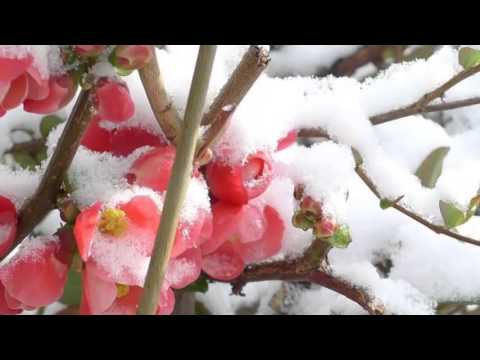 Gunther Schmäche   Winterlied Winter in Kleinpösna