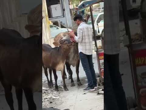 Paylap Pet Care YouTube short