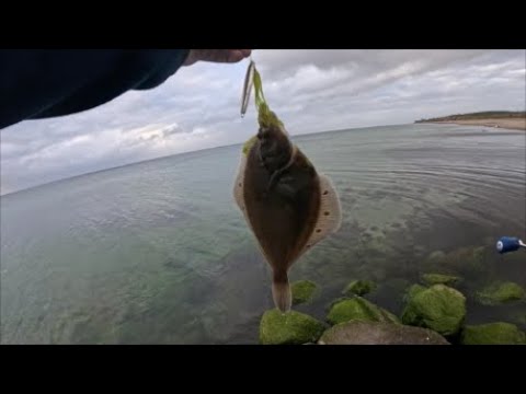 Flatfish caught with a spinning rod from the beach on May 4, 2025. System similar to the Flounder...