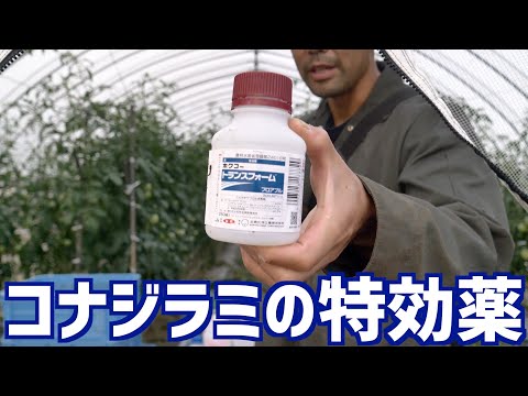 植物についたコナジラミを駆除するにはどうすればよいですか?どの植物が最も影響を受けますか?  庭園