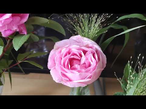 Härdiga rosor i Monica´s Cottage Garden zon 4-5