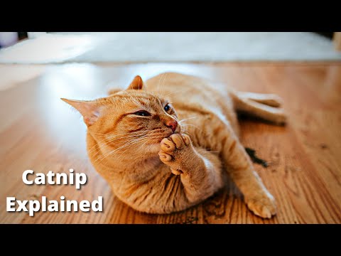 Why do Cats Love Catnip? Catnip Effect on Cats