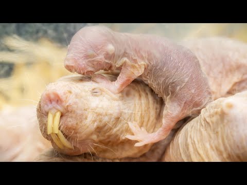 Wie sehen eigentlich Nacktmull-Babies aus?