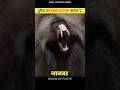 Who Is The World S Most Dangerous Animal Shorts Trending Facts