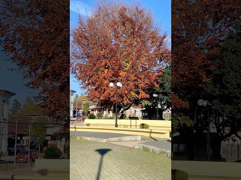 CONOCIENDO LA PLAZA DE ARMAS DE SAN JOSÉ DE MARIQUINA. #regiondelosrios #travel #turismochile