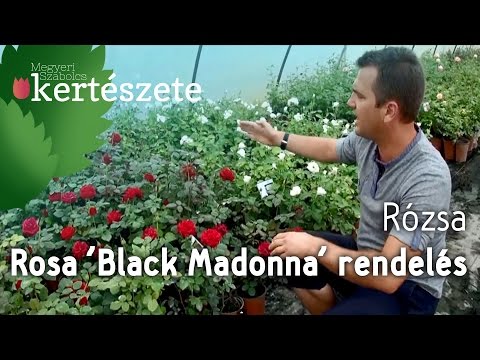 Piros rózsa fajták: Rosa 'Schwarze (Black) Madonna' - Rózsa rendelés