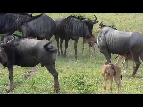 Djuma: Wildebeest herd with 6 calves-Pt:1 - 15:26 - 12/30/19