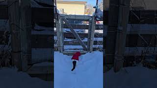 Cute little steps 🐾🐾 #foryou #cat #cute #catlover #winter #snow #shorts