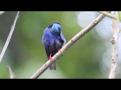 Red-legged Honey Creeper preening - Cabo Matapalo, Osa peninsula, Costa Rica