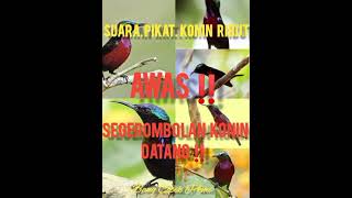 Download lagu suara pikat konin ribut‼️AUTO dapat banyak‼️ mp3 Download lagu suara pikat konin ribut‼️AUTO dapat banyak‼️ mp3