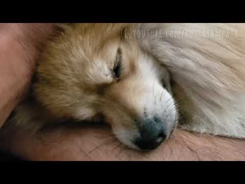 Easiest way to put ANY dog to SLEEP