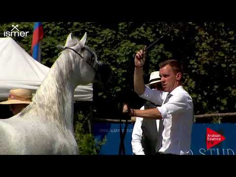 N.127 BF ROXANE - Strohen 2018 B Int