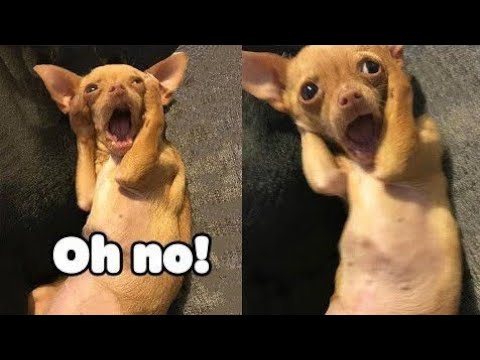 Omg So Cute Cats Best Funny Cat Videos 2021