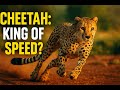 Cheetah The King Of Speed