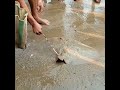 Catching Sankar fish at Digha.