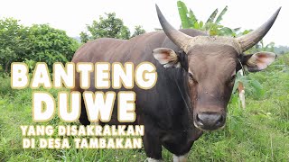 Download lagu THE SACRED BULL OF TAMBAKAN VILLAGE mp3
