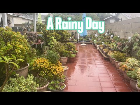 Kay's Garden - A Rainy Day in my Garden
