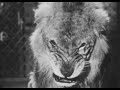 Hold That Lion The Three Stooges Super 8 Film Scan