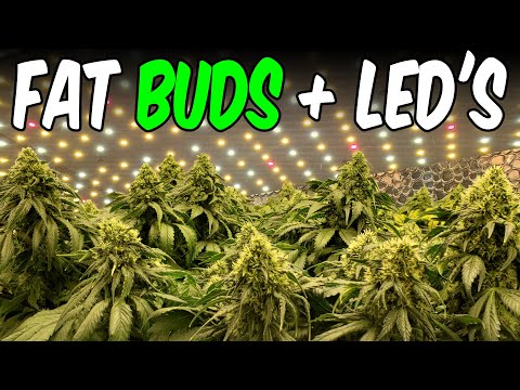 OG Kush from Seed Indoor Grow Ep.6 Mars Hydro TSL2000 unboxing week 5 flower BIG BUDS!