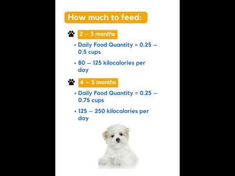 Complete feeding guide: How to feed your Maltese! 🐶🦴😉