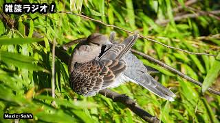 まったり雑談ラジオ　「不動産　譲渡所得税」