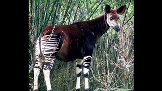 Focus on Species: Okapi (Okapia johnstoni)