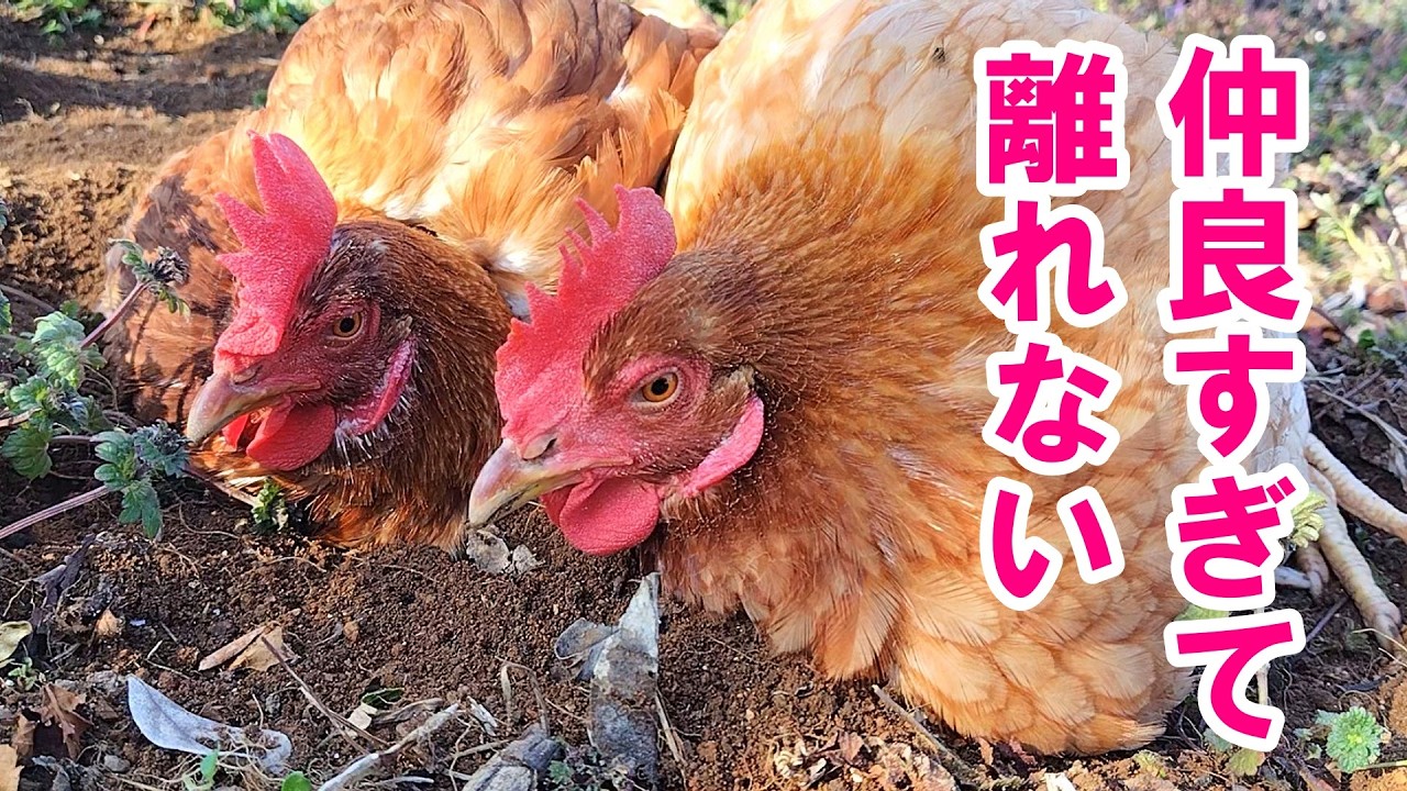 信頼し合うニワトリたちは何をするにも一緒で離れません【フィギュアペア、フリーの演技？】#111