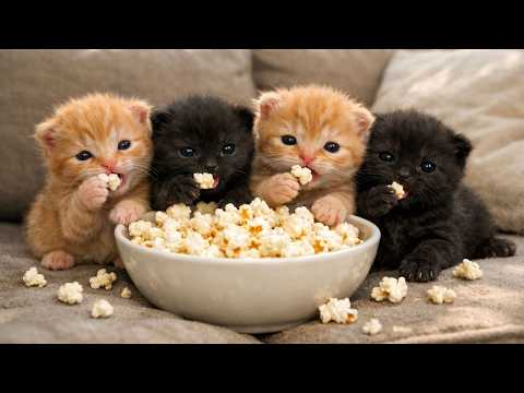 Chaos at Home: How Kittens and a Video Projector Turned Everything Upside Down!