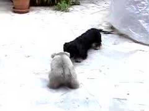 download lagu mp3 mp4 Wombat Peluche, download lagu Wombat Peluche gratis, unduh video klip Wombat Peluche