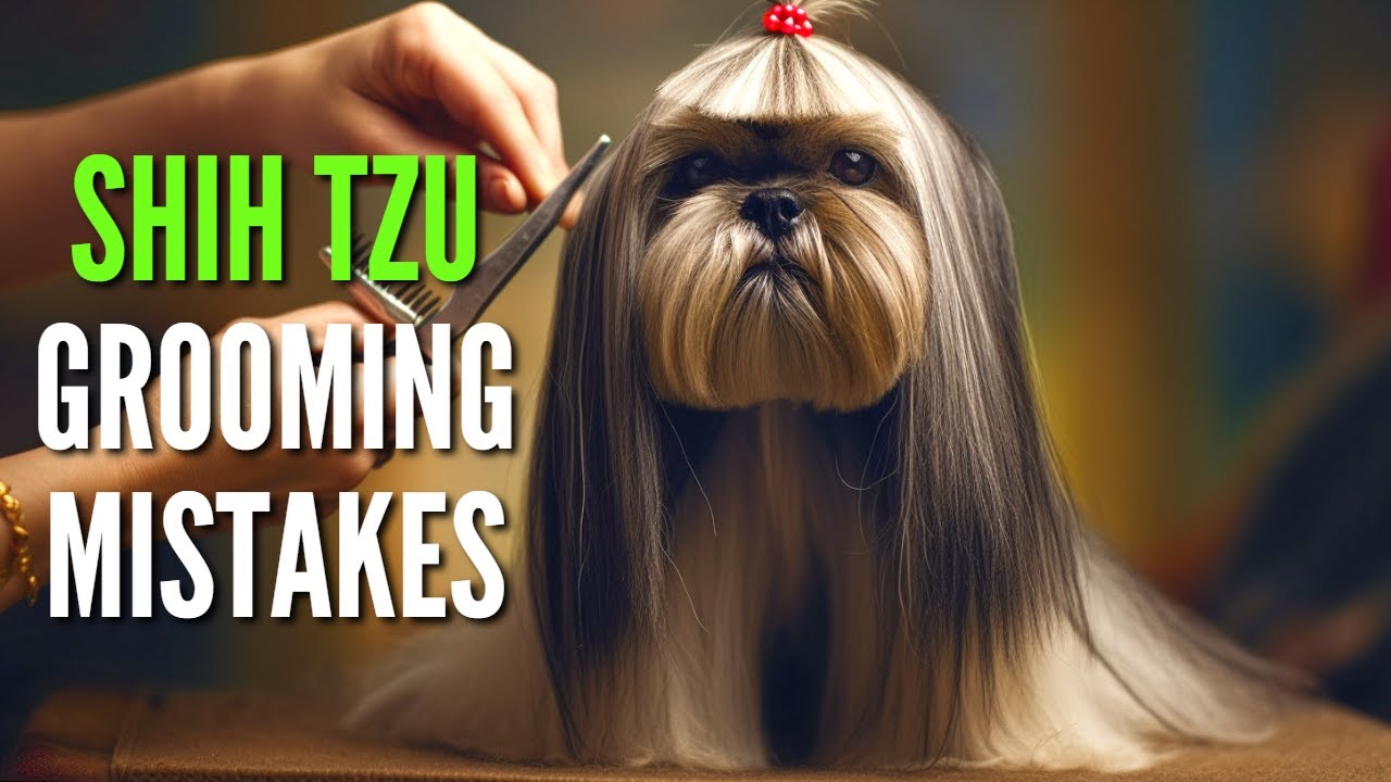 11 Grooming Mistakes Hurting Your Shih Tzu (Stop #3 Now!)