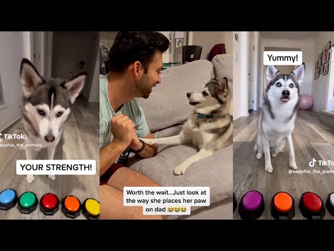 *2+ HOUR* New Best Sapphie the Pomsky Tik Tok 2023 - New Funny Tik Tok Memes - TikTok Famous