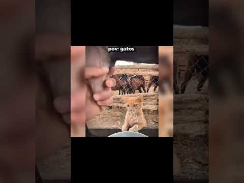 SÓ OS FORTES NÃO RIEM 💪🏻🤣|ASSISTA COMPLETO #memesbr #funil #memes #cat #tentenaorir #humor #viral