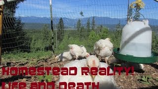Living Off The Grid: Raising Chickens And Dealing With Death