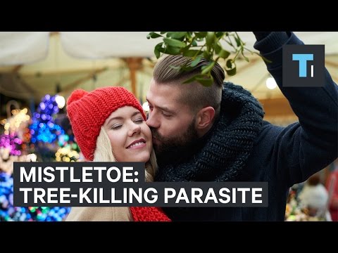 Mistletoe Is Actually A Tree Killing Parasite