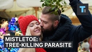 Mistletoe is actually a tree-killing parasite