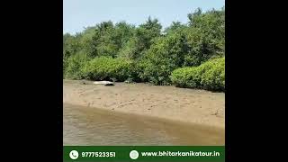 Explore Bhitarkanika National Park #Bhitarkanikacrocodile #saltwatercrocodile