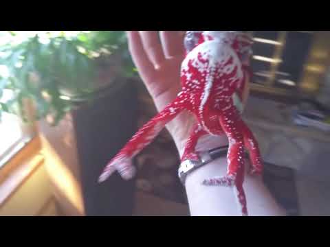 When a Chameleon trusts you :)