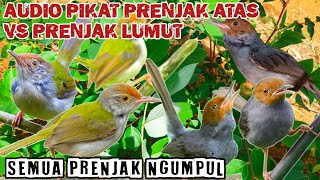 Download lagu Pikat Prenjak Lumut VS Prenjak Atas Ampuh Memancing Semua Jenis Prenjak mp3