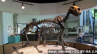 Remains Of Ancient Horses, Lions, Found In Wyo. Cave