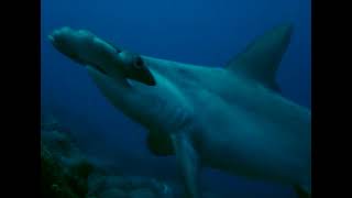 EXPEDIÇÃO GALAPAGOS * ATLANTES Guarapari-ES