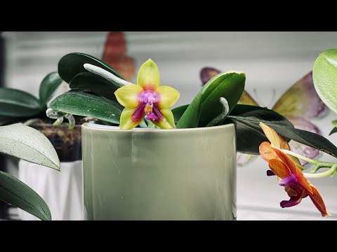 , title : 'Best Success Growing Orchids Indoors | Indoor Humidity and Temperatures'