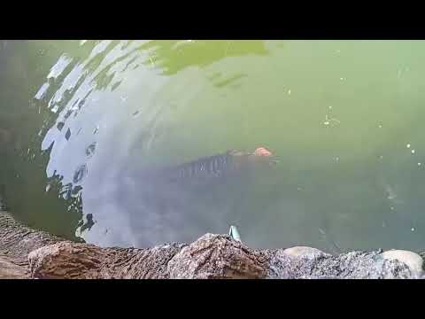 Morelia Caqueta, el famoso pirarucú.🐟