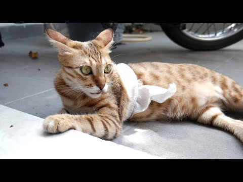 Injured cat recovers from puncture wound