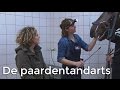 Moeten paarden ook naar de tandarts? | Het Klokhuis