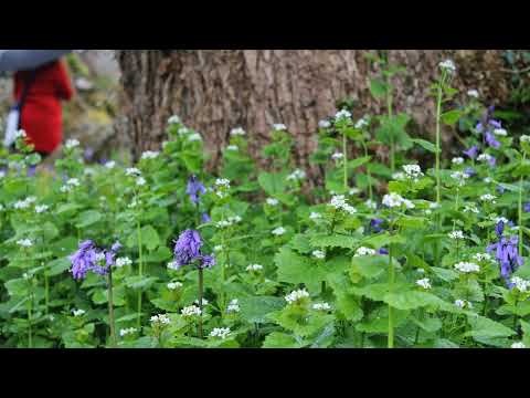 Firmes y Adelante Aún  en Medio del Dolor