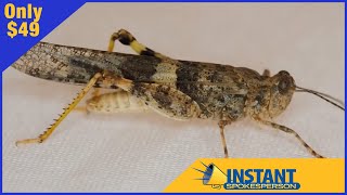 Pest Control v2 demo