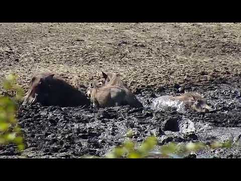 Djuma: Warthogs-Four adult and one young one - 11:28 - 06/29/19