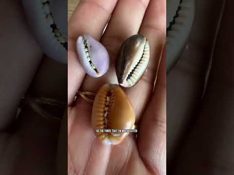 Shelling haul in Hawaii!