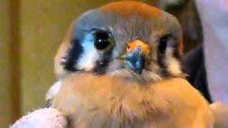 Rescued American Kestrel in Mesa, Arizona